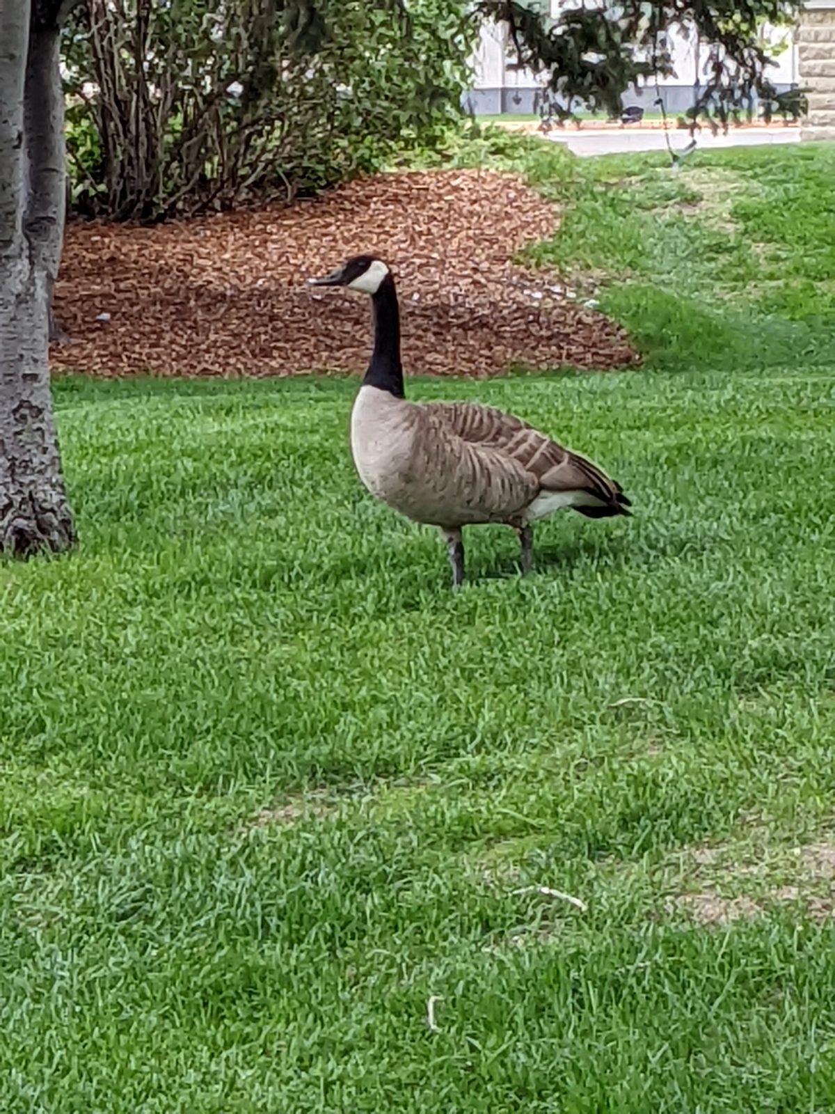 Canada Goose at City Hall in Regina, Saskatchewan