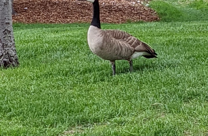 Canada Goose at City Hall in Regina, Saskatchewan